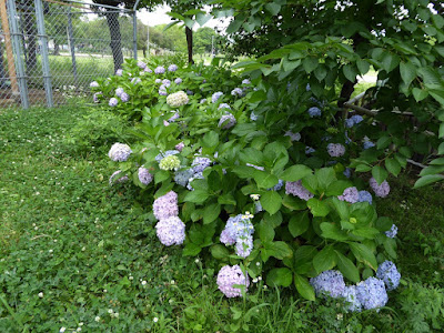 門真市・弁天池公園 あじさい