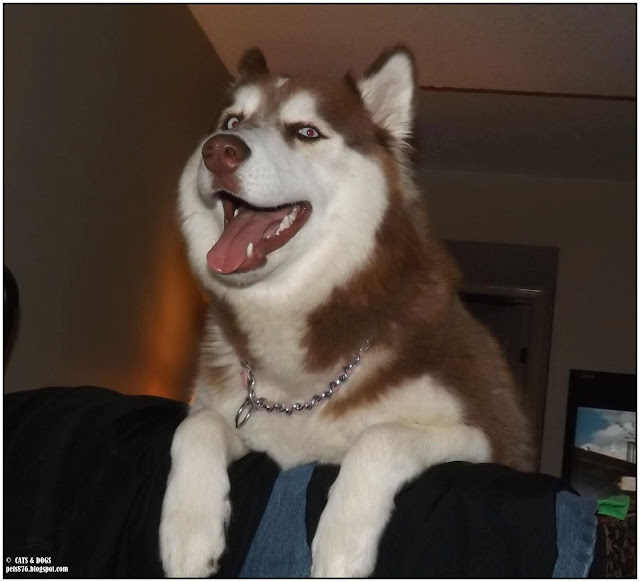 red siberian husky