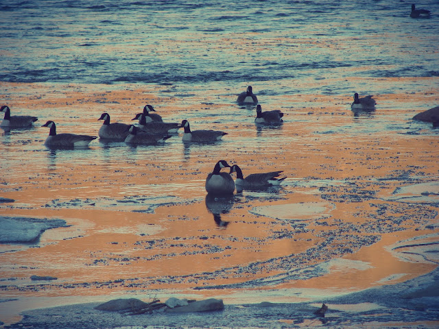 water, river, Alberta, morning, Canadian geese, geese, sunrise, southern Alberta