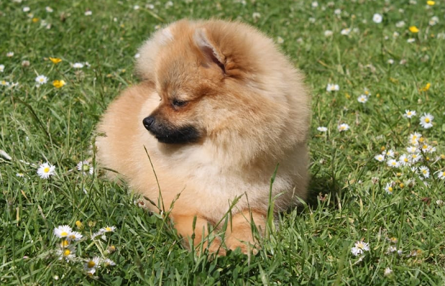 Pomeranian baby price in Kathmandu, Pomeranian puppy sale Kathmandu, Pomeranian puppy purchase Kathmandu, Pomeranian dog Kathmandu