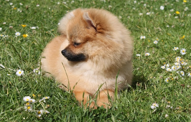 Pomeranian baby price in Ranchi, Pomeranian puppy sale Ranchi, Pomeranian puppy purchase Ranchi, Pomeranian dog Ranchi