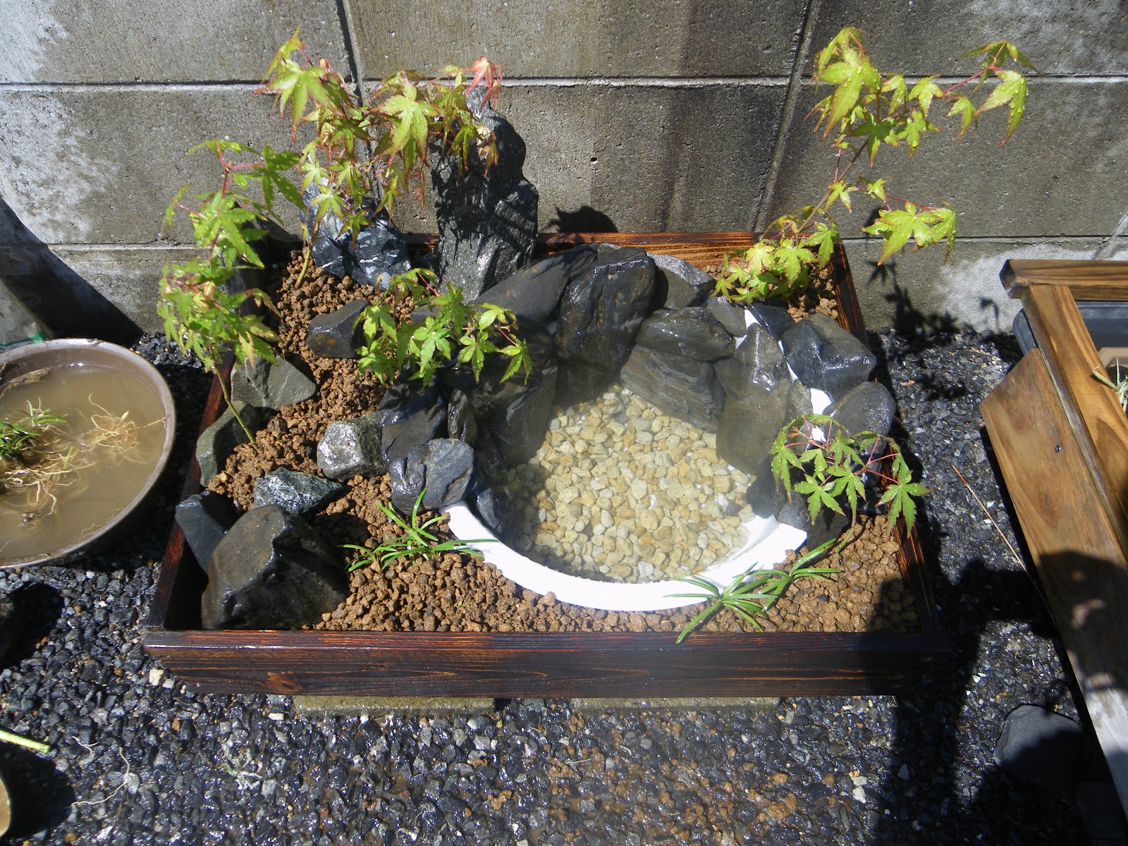 メダカの和風ビオトープの作り方 メダカ盆栽 もみじ メダカの大工