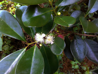 Psidium cattleyanum