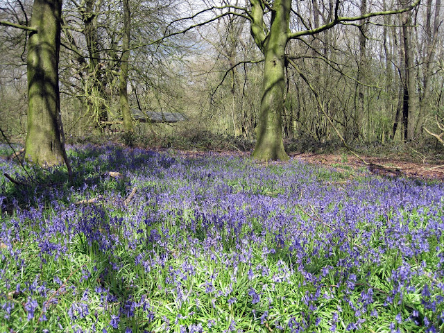 Tina's Allsorts, Bluebells