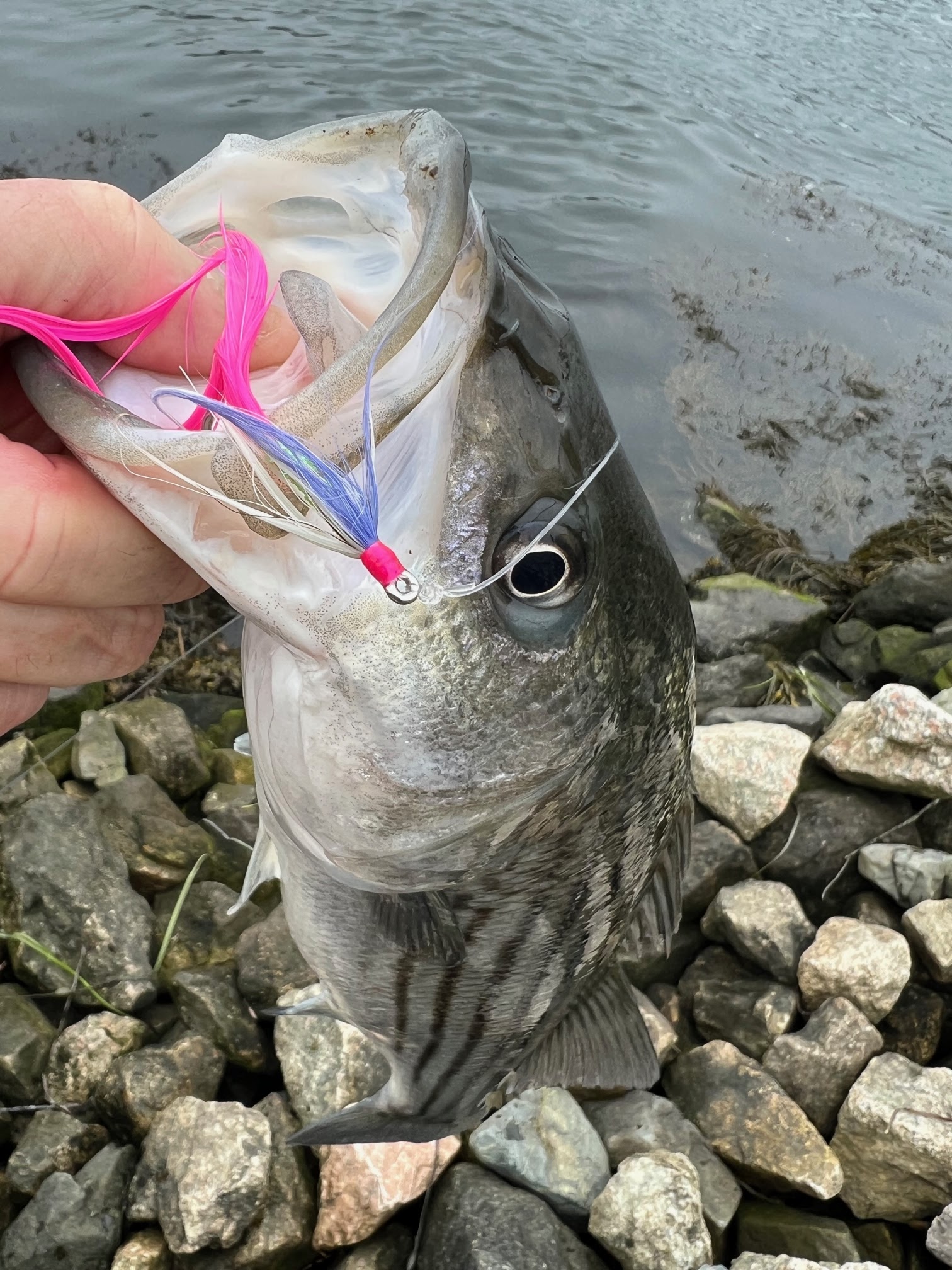 Rhode Island Striped Bass: Burning A Lot of Gas for a Few Fish