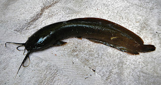 Clarias brachysoma - Walking catfish - Magura/මගුරා