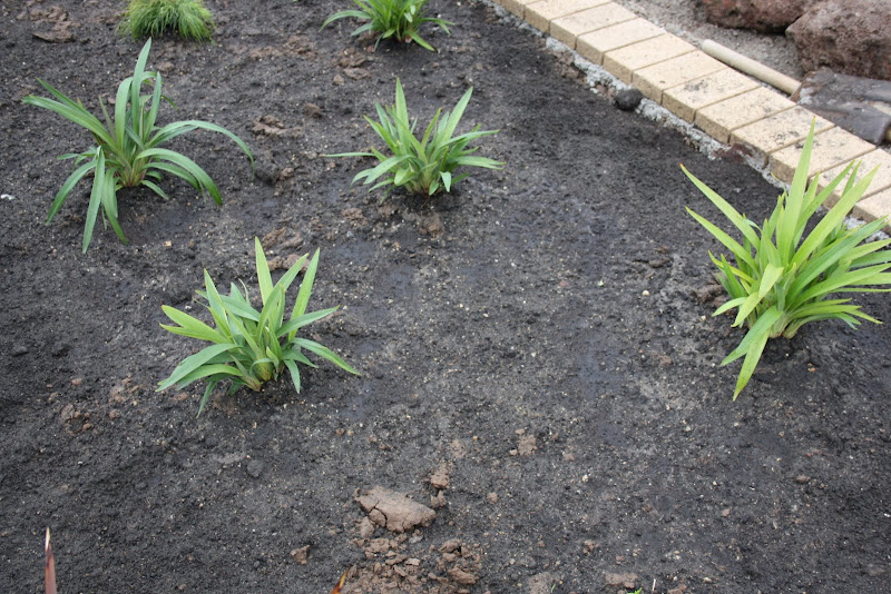 Dianella Tasmanica -1.5 m H Evergreen with bright blue to purple  title=