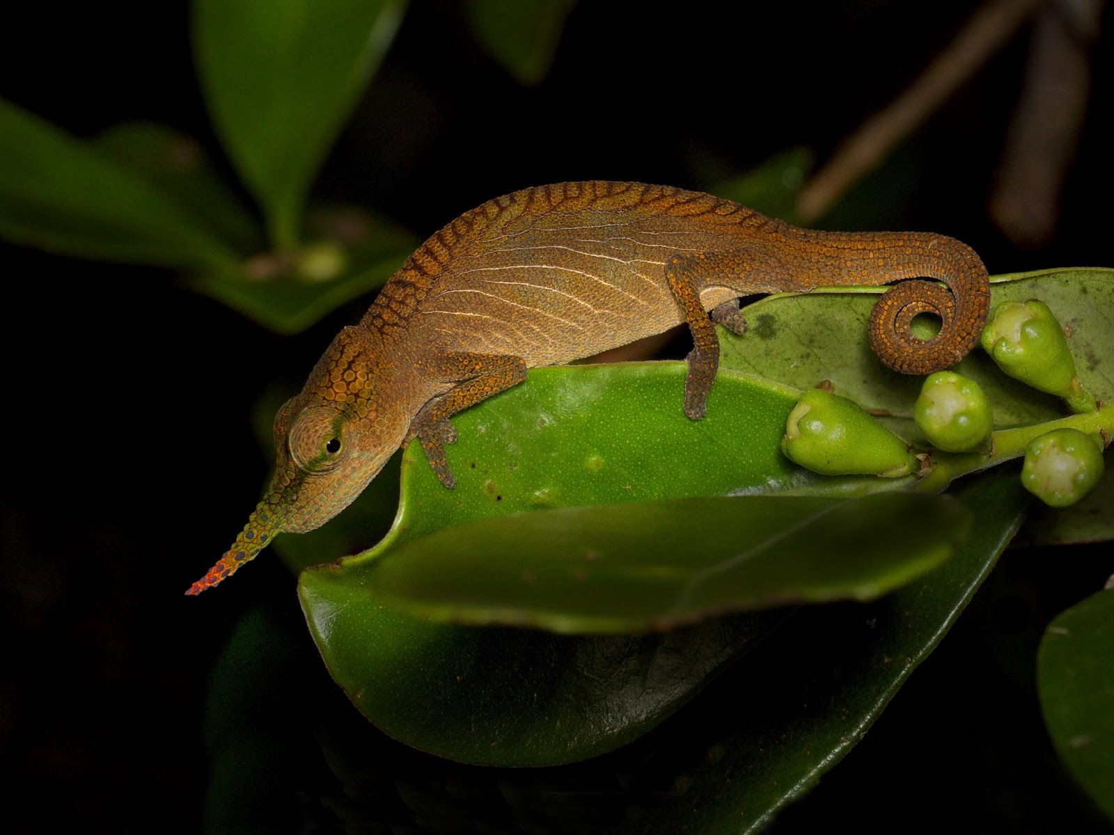 KUMPULAN GAMBAR BUNGLON LUCU WARNA WARNI Gambar DP Hewan Chameleon