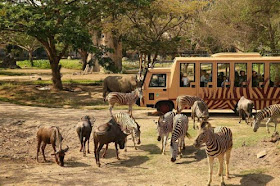 Pakej Percutian Bromo Surabaya Safari Zoo