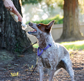 Sisci loves her Simply Fido plush rope toy