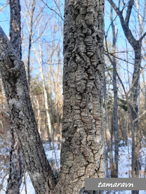 Бархат амурский (Phellodendron amurense)