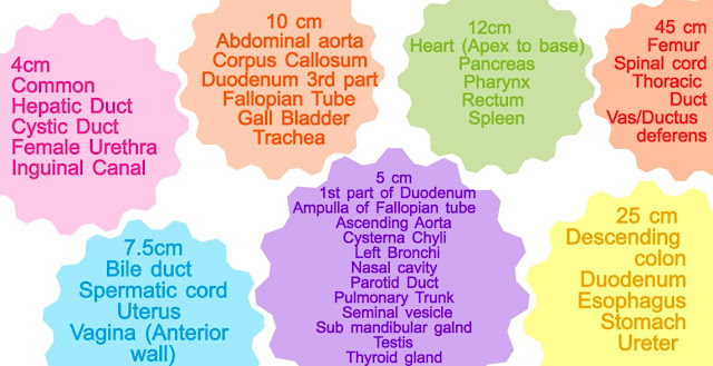 45 cm structures Femur Spinal cord Thoracic Duct Vas/ Ductus deferens  25 cm Structures Descending colon Duodenum Oesophagus Stomach Ureter   12cm Structures  Heart (Apex to base) Pancreas Pharynx Rectum  Spleen  10 cm structures Abdominal aorta  Corpus Callosum  Duodenum 3rd part  Fallopian Tube  Gall Bladder Trachea    7.5cm Structure Bile duct  Spermatic cord Uterus  Vagina (Anterior wall)  5 cm Structures 1st part of Duodenum Ampulla of Fallopian tube  Ascending Aorta  Cysterna Chyli  Left Bronchi Nasal cavity  Parotid Duct  Pulmonary Trunk  Seminal vesicle Sub mandibular galnd  Testis  Thyroid glnnd   4cm Structures Common Hepatic Duct  Cystic Duct  Female Urethra Inguinal Canal 