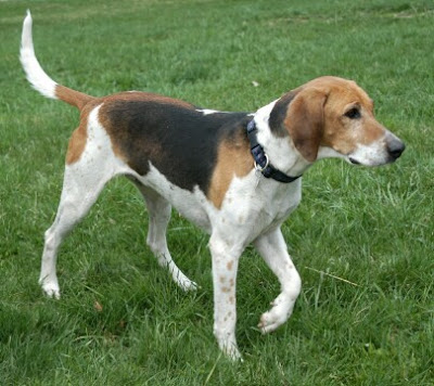 American Foxhound Dog Picture