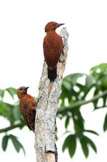 Rufous Woodpecker