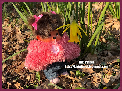 kiki monchhichi fleurs jonquilles narcisses forêt rouelles printemps sauvages