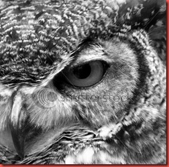 great-horned-owl-eye-closeup B&W