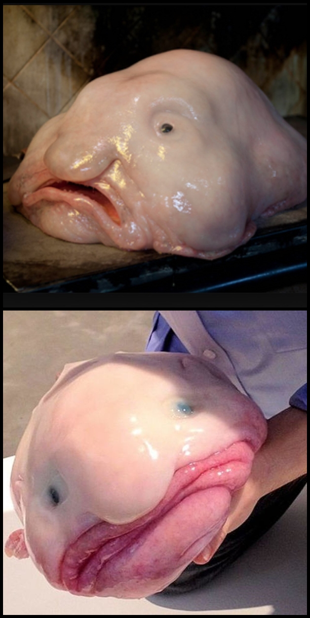 Ikan Blobfish