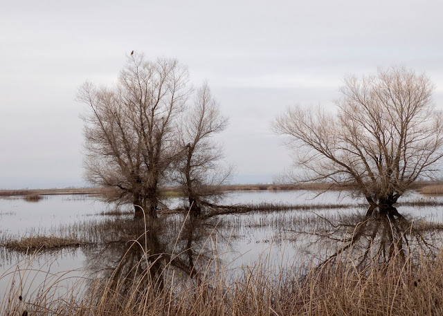 Sacramento National Wildlife Refuge, bird, birder, birdwatcher, nature, landscape, art, poem, Snow Geese, Ross Geese, ducks, Pacific Migration, hawk, raptor,