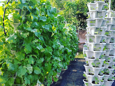 How to hydroponic at home? To be the best hydroponic plants growers, it is very important to listen to the people who have been there for a long period of time