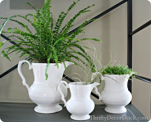 simple decorating -- plants in pitchers