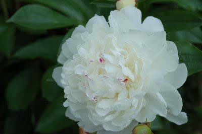 Peony