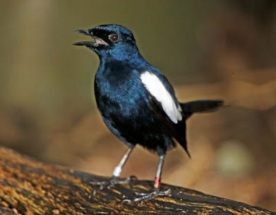 kacer hitam, kacer mbagong