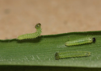 Speckled wood caterpillars