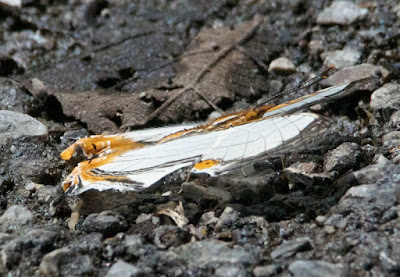 Straight-lined Mapwing (Cyrestis nivea)