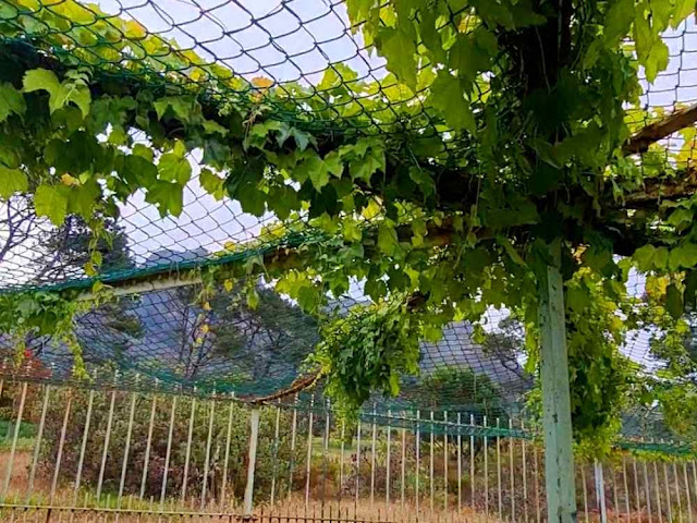 Vines grow on a cage at Cape Town’s Groote Schuur Zoo