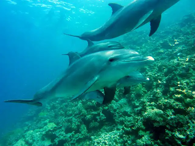 30 Fakten über Delfine: Die faszinierende Welt der Meeresbewohner