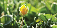 Early blooms followed by hard freeze (Photo Credit: ©iStockphoto.com/TylerN) Click to Enlarge.