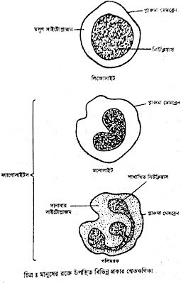 মানুষের রক্তে উপস্থিত বিভিন্ন প্রকার শ্বেত রক্তকণিকা
