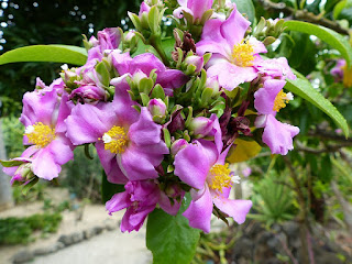 Pereskia grandifolia 