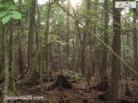 غابة الانتحار فى اليابان-غابة أوكيغاهارا اليابانية