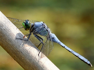 Eastern pondhawk male