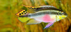 ikan kribensis