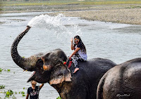 Elephant Bath at chitwan national Park 