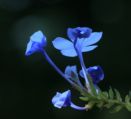 Background With Heaven And Flowers6