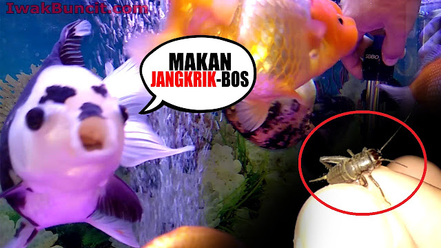 Ikan Mas Koki Makan Jangkrik? Apakah Mau dan sama Lahapnya dengan Cacing Darah/Sutra?