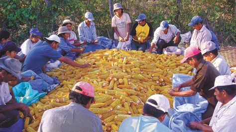 Gobierno promulga ley de Oecas