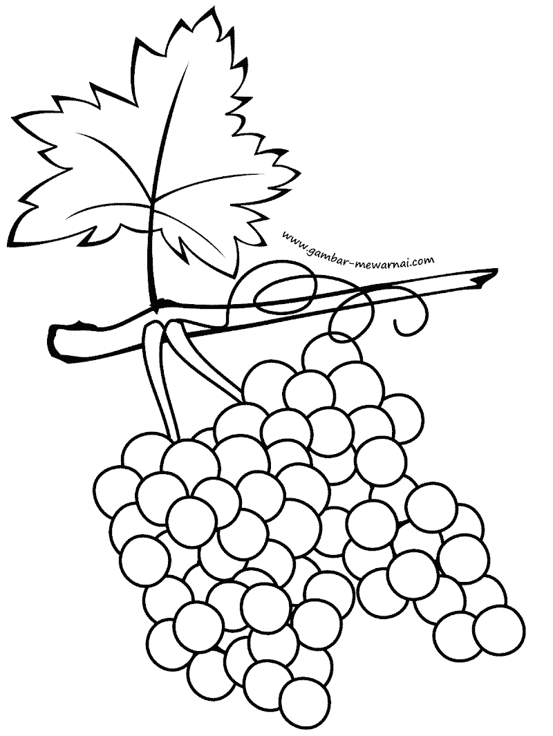 17+ Contoh Gambar Sketsa Pohon Anggur, Gambar Istimewa!