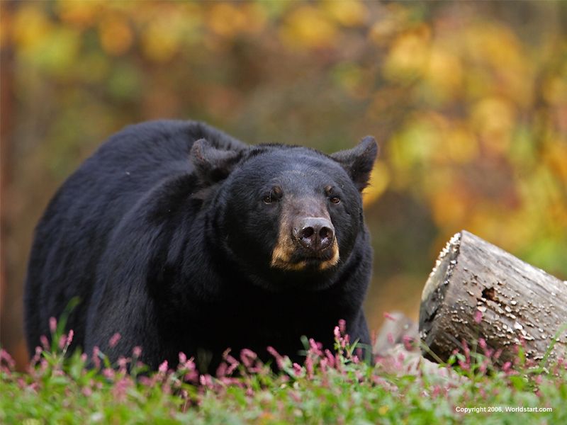 Canadian Black Bear