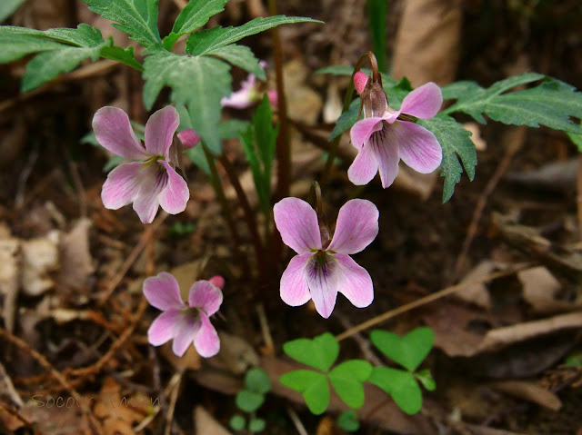 Viola eizanensis