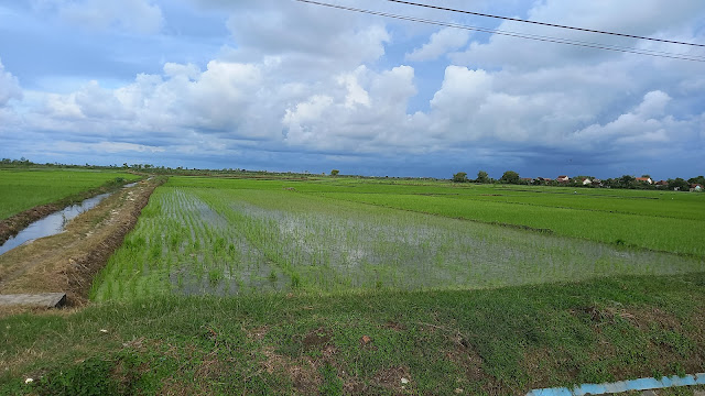 Sawah desa