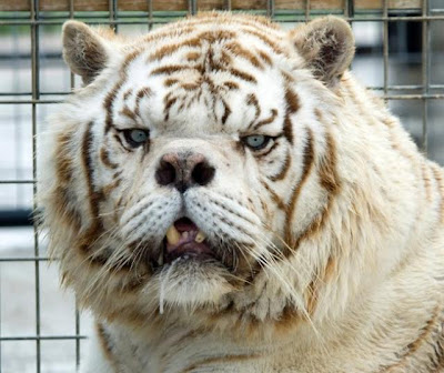 deformed white tiger pictures. deformed white tiger pictures. Inbred White Tiger deformed white tiger pictures. Inbred White Tiger; Inbred White Tiger. sounakc. 07-29 01:39 PM