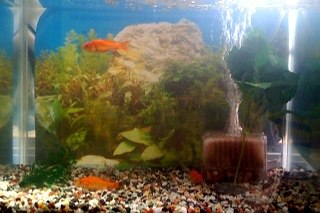 墓畔通信 タツノオトシ言 動かない金魚