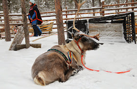 Reindeer Arctic Circle Finland