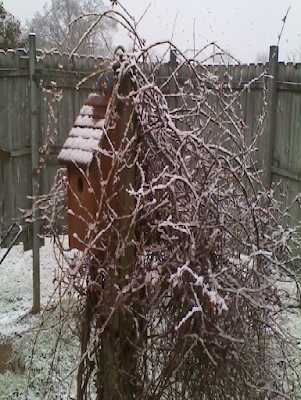 Snow on Bluebird House next to the water garden