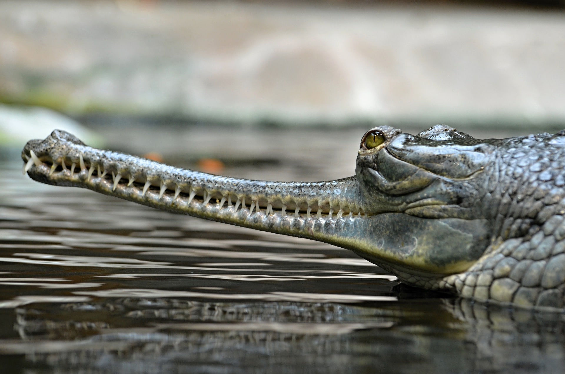 About Gharial, Reptile With Giant Narrow Snout