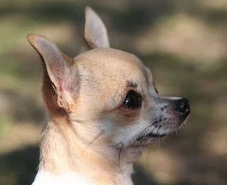 apple head chihuahua